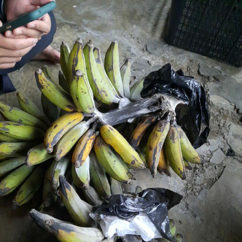 

Pisang Patenggang Fresh
