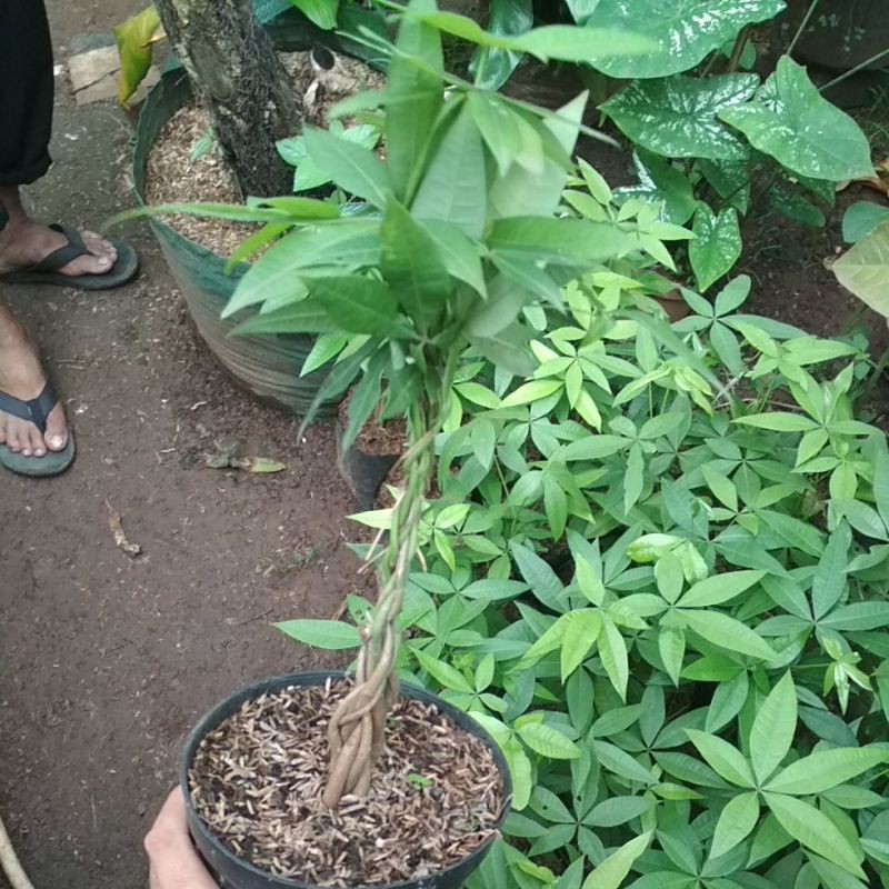 tanaman hias_pacira kepang/pacira