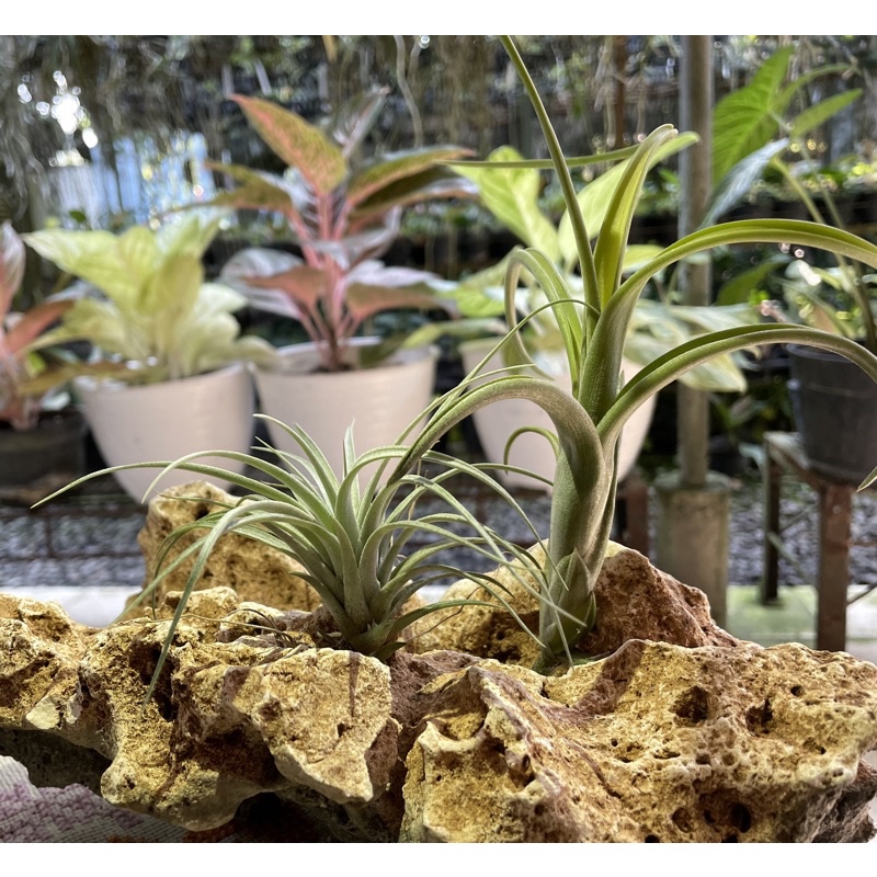 Paket Tillandsia
