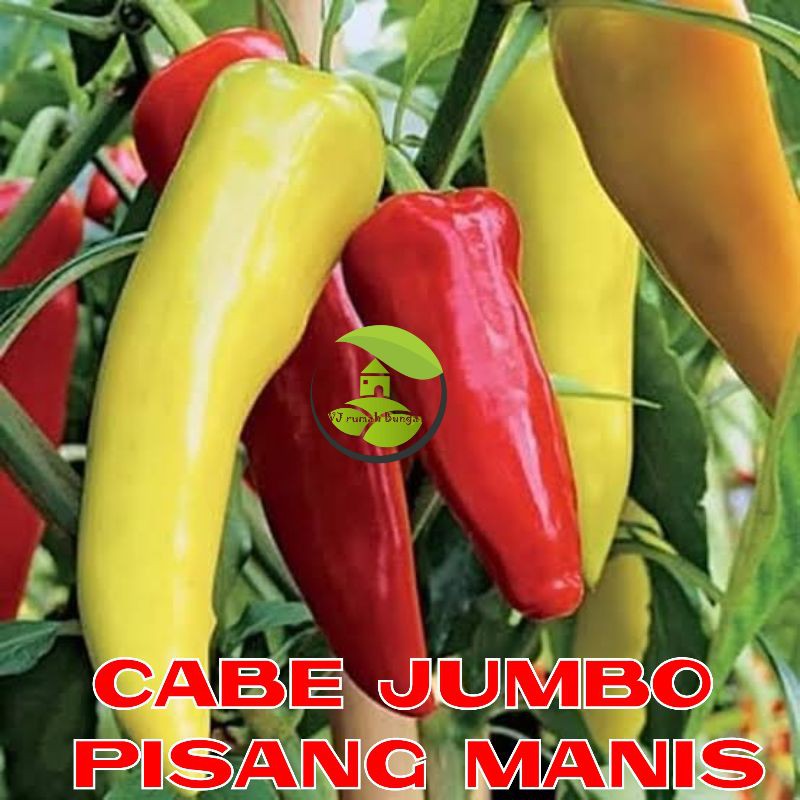 Benih Bibit Cabai Hias Cabe Paprika Cabai Ungu Cabai Jalapeno Cabe Terpedas