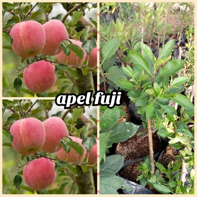 bibit apel fuji cangkok/okulasi