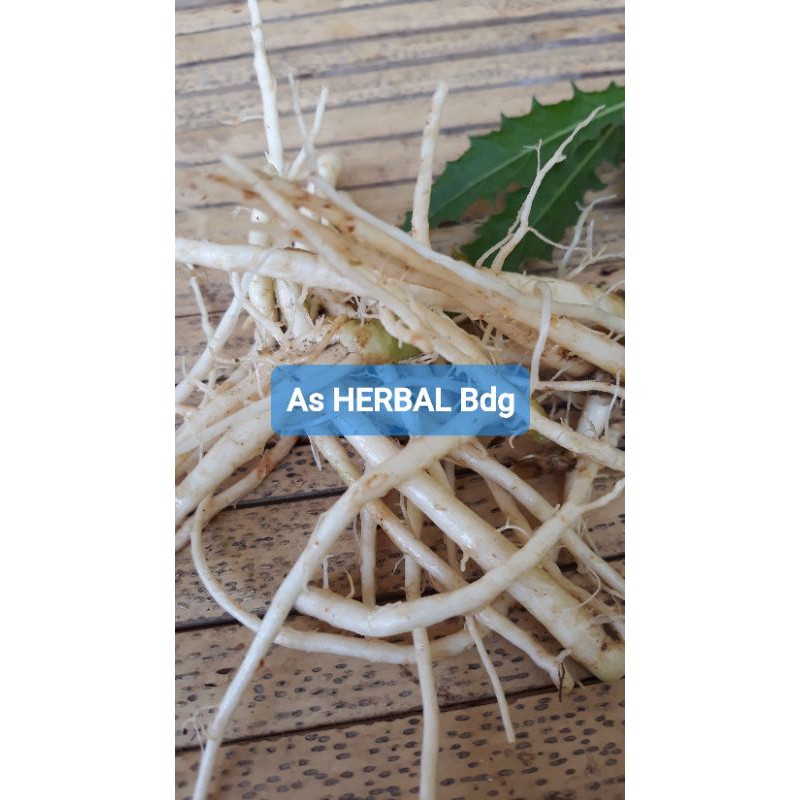 

Paket Akar Kitolod Segar 400 gram-az