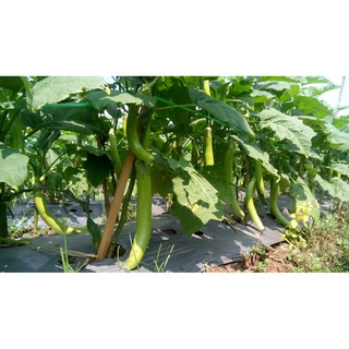 Jual Benih Bibit Sayur Sayuran Hidroponik Terong Hijau ...