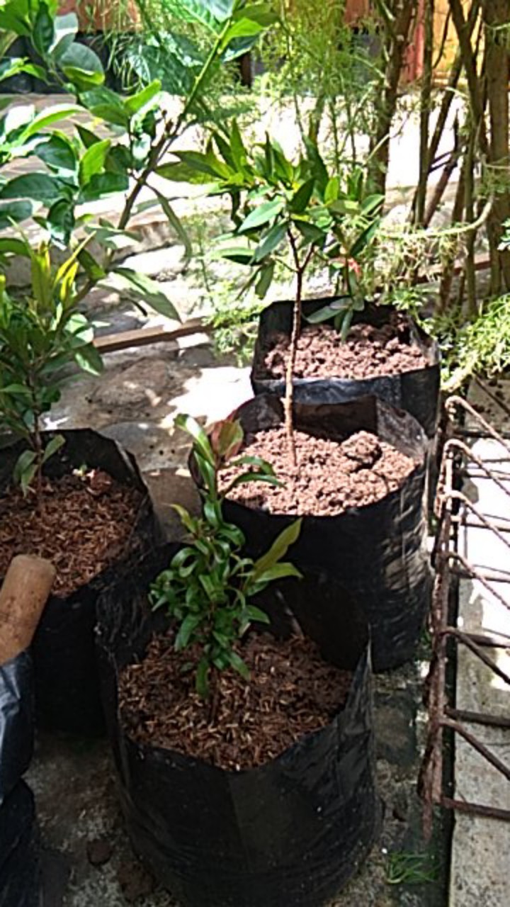 Tanaman Hias Pucuk Merah