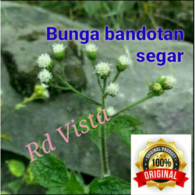 

bunga babandotan bandotan wedusan segar