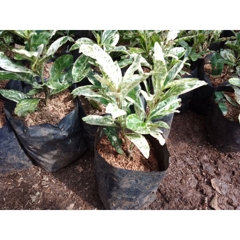 Tanaman Asoka varigata Cantik/ Bibit  Soka Variegata Sudah Berakar