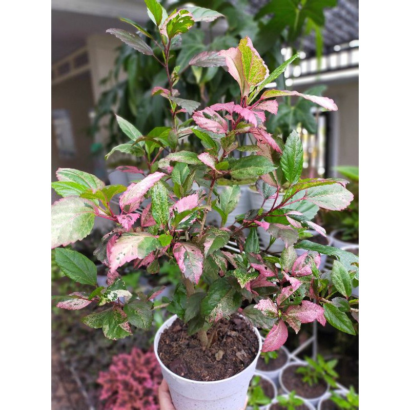 Tanaman Bunga Sepatu Variegata