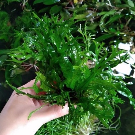 kadaka whindhelove aquascape | tanaman aquascape