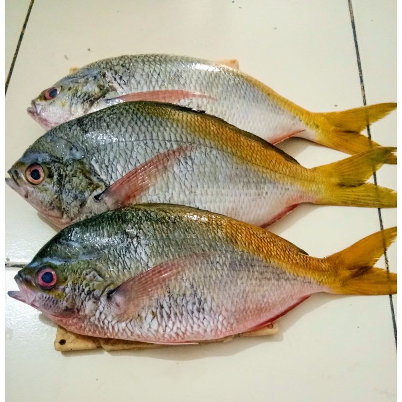 

IKAN EKOR KUNING SEGAR 1KG