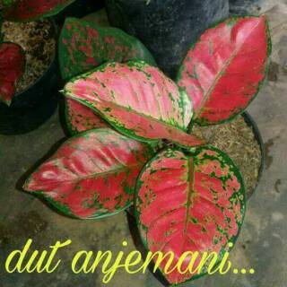  Tanaman  hias Aglonema dut anjemani taneman aglo dud 