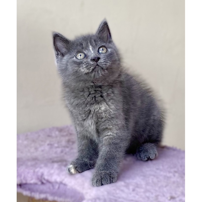 british shorthair
