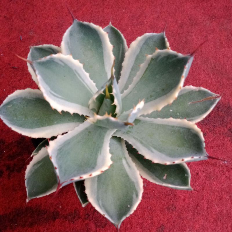 TANAMAN AGAVE POTATORUM