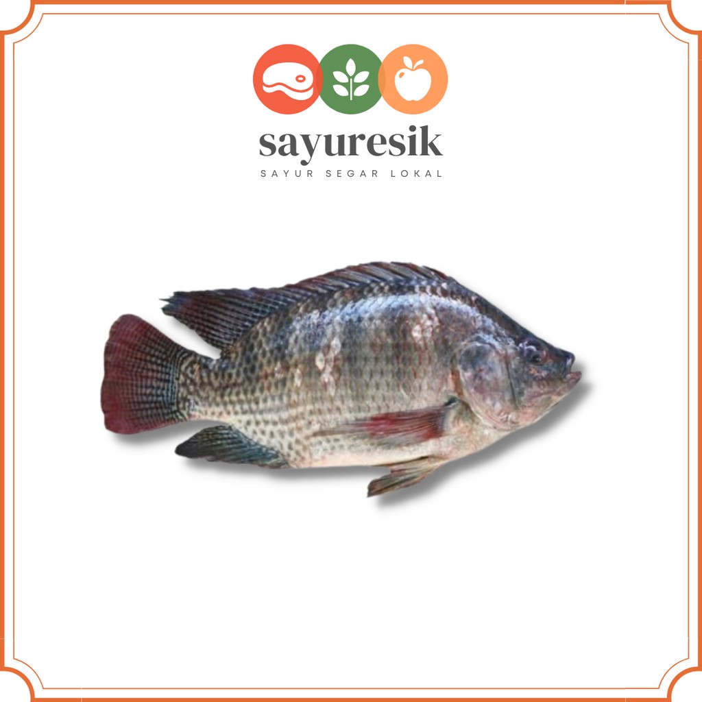 

[Pasar Kota Gresik] Ikan Mujair