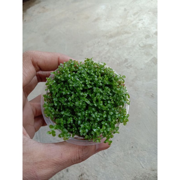 Monte Carlo - Tanaman Karpet - Tanaman Air - Aquascape
