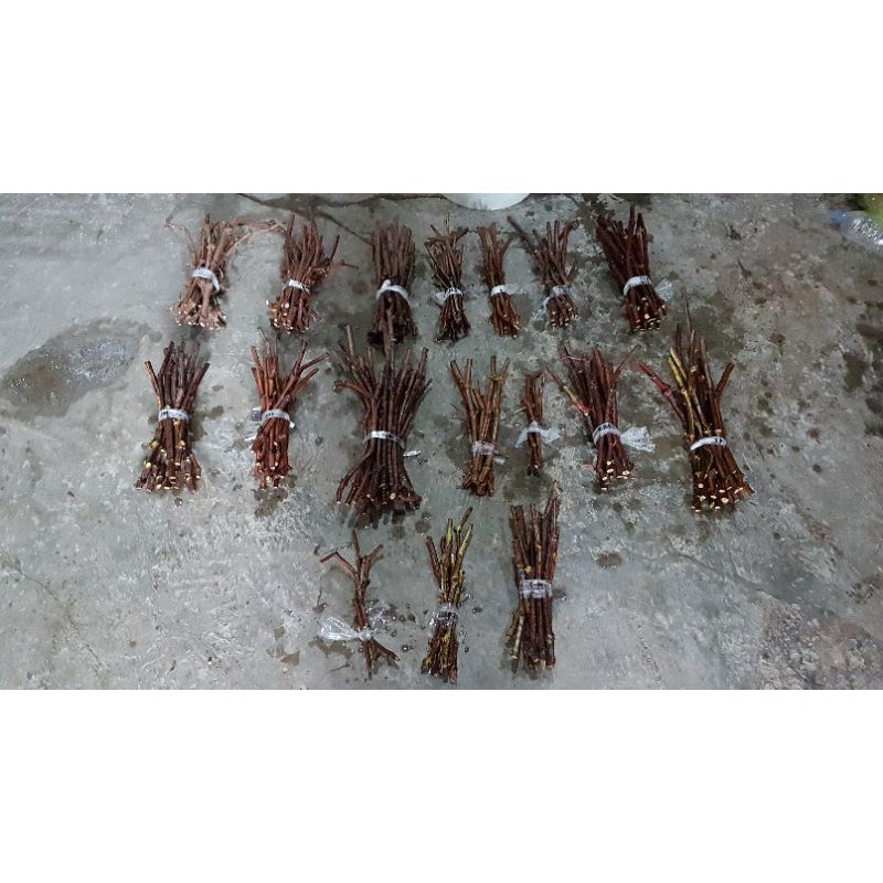 Fresh cutting anggur import