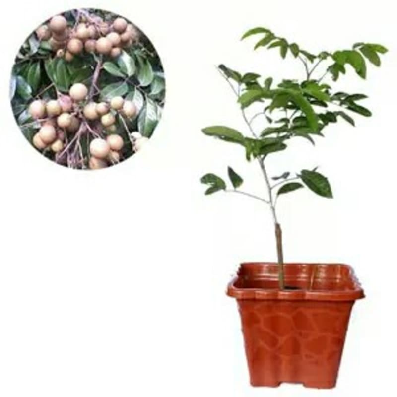 Kelengkeng Aroma durian