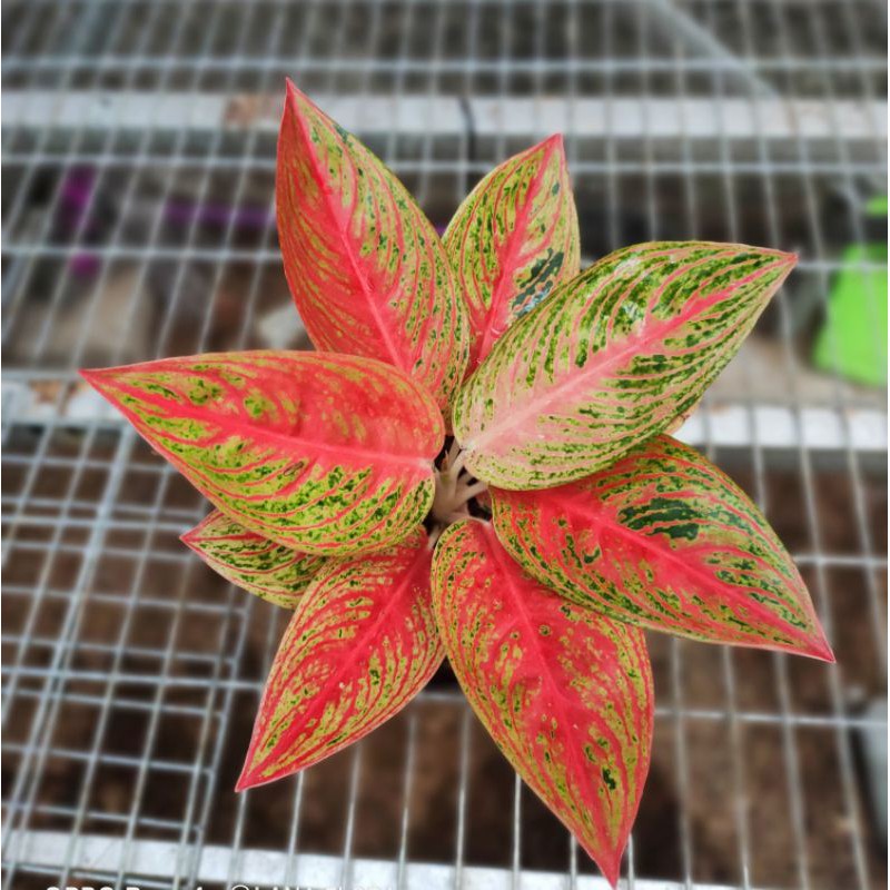 Aglonema Super Red Legacy Tulang Ikan