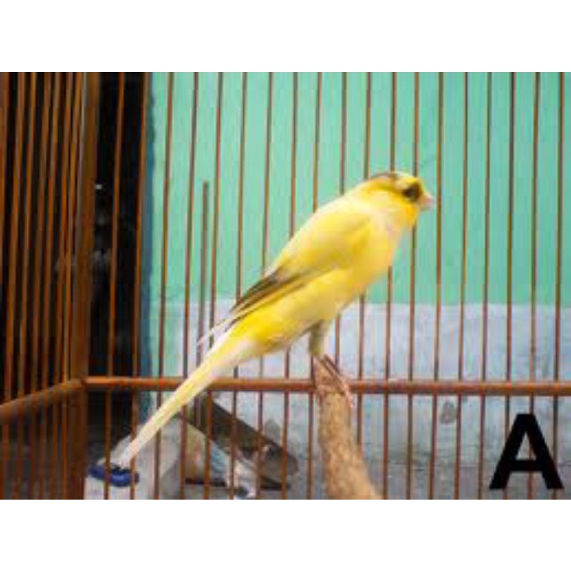 Burung kenari f1 ys bahan jantan riwikan