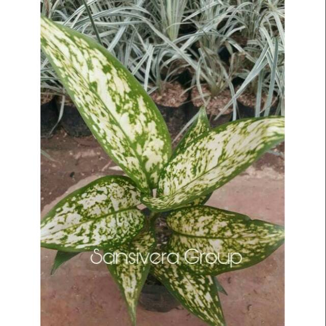 Tanaman Aglonema Chiang May/ Agloanema Chiang Mai / Ciangmay