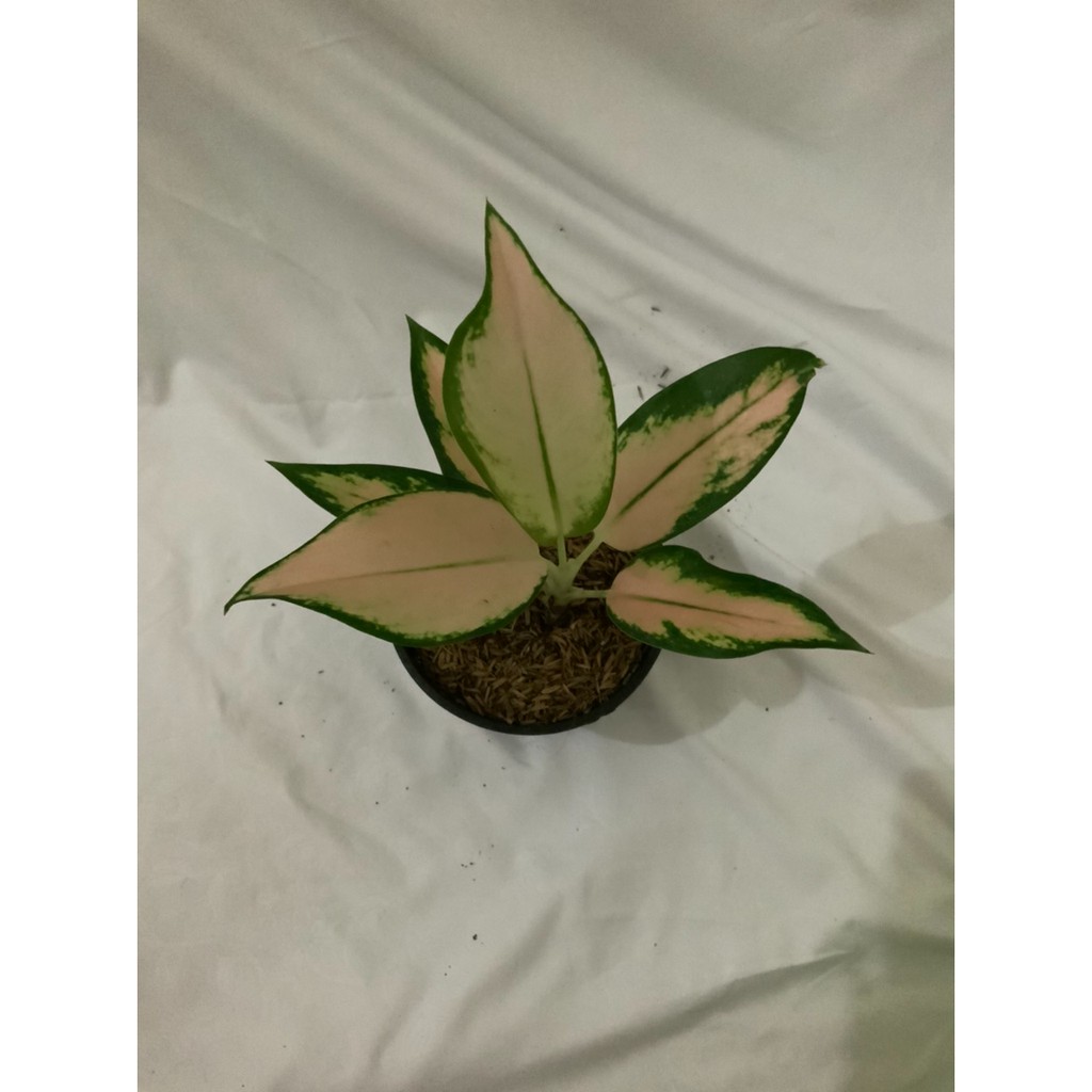 Kochin Sutra Aglonema