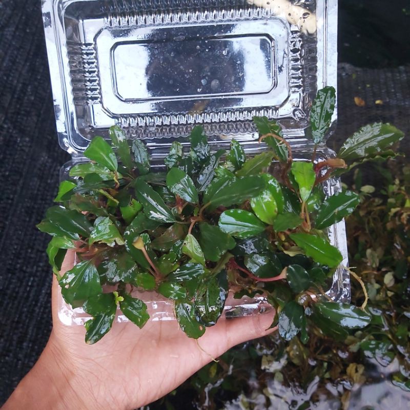 bucephalandra ukuran mika medium