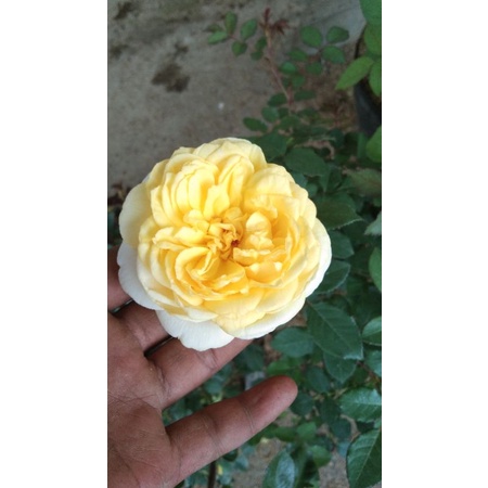 mawar import beatrick - mawar wangi