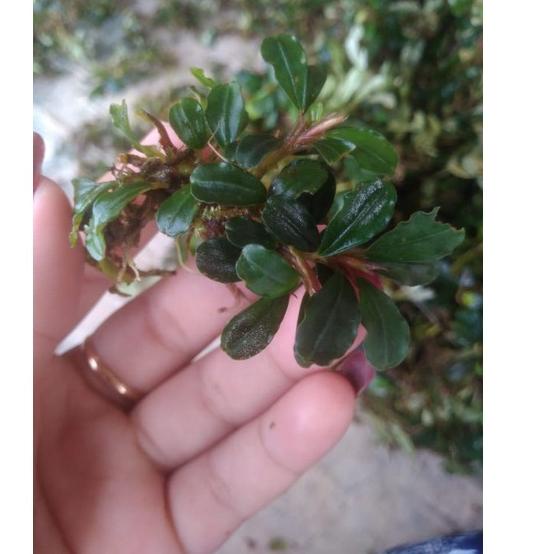 Recomend Bucephalandra buce Sp mini beli 3 gratis 1 porsi nampan 21x16 tanaman aquascape aquarium ✓