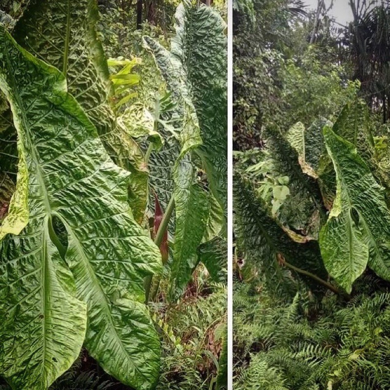 Cyrtosperma timikensis spesies baru Papua tanaman kecil