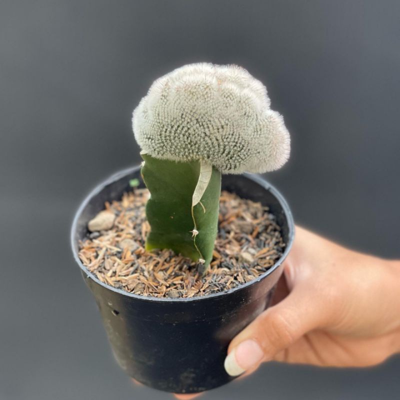 Kaktus Grafting Scopa Crested