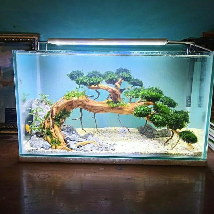 76 Dekorasi Aquarium Gratis Terbaik