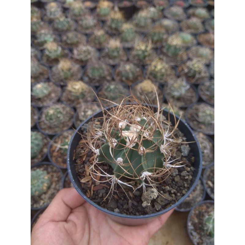 kaktus/sukulen ASTROPHYTUM CAPRICORN