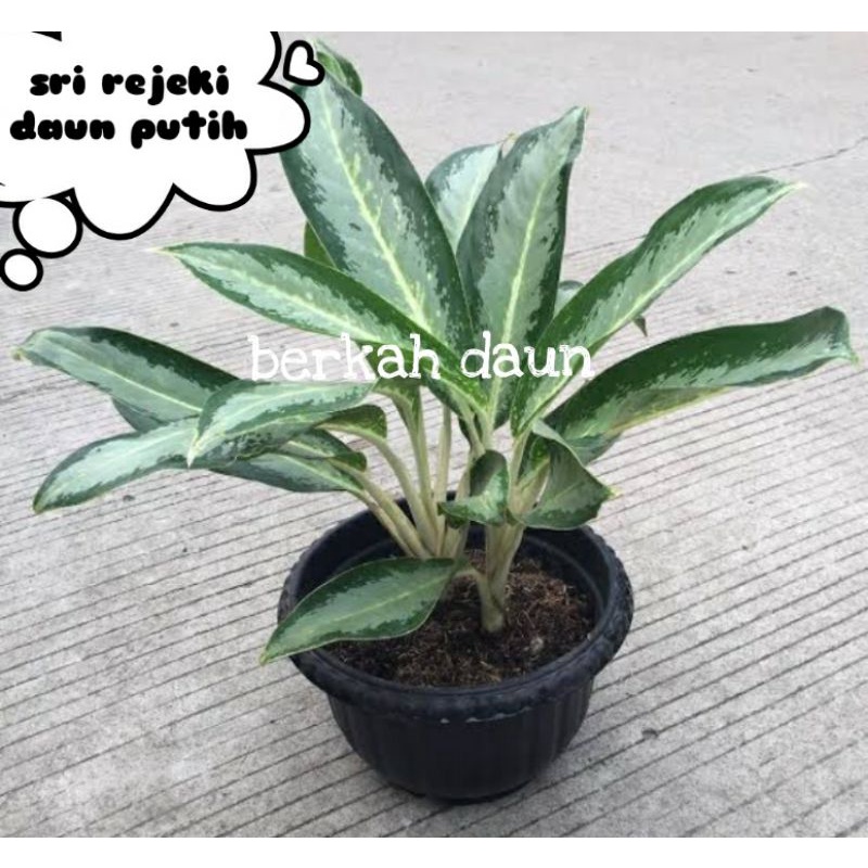 bunga Sri rejeki putih