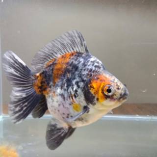 Ikan Koki Ryukin Calico  Bahan  Jumbo Shopee Indonesia