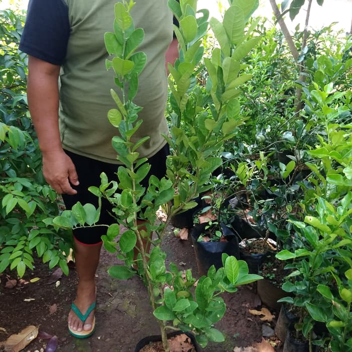 Tanaman buah pohon jeruk lemon / pohon buah jeruk lemon