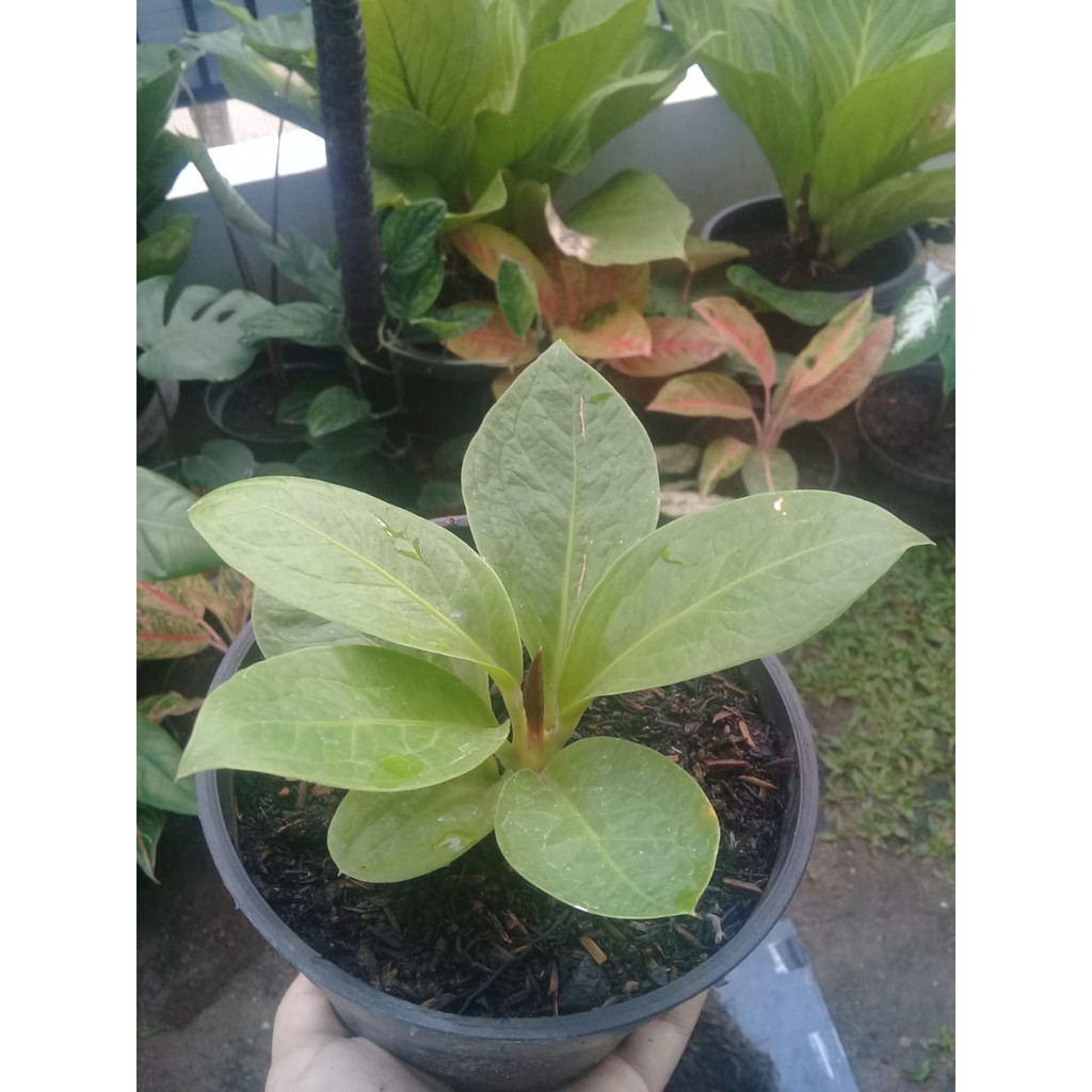 Bibit Anthurium Jemani Cobra Lemon Roset Stang Pendek
