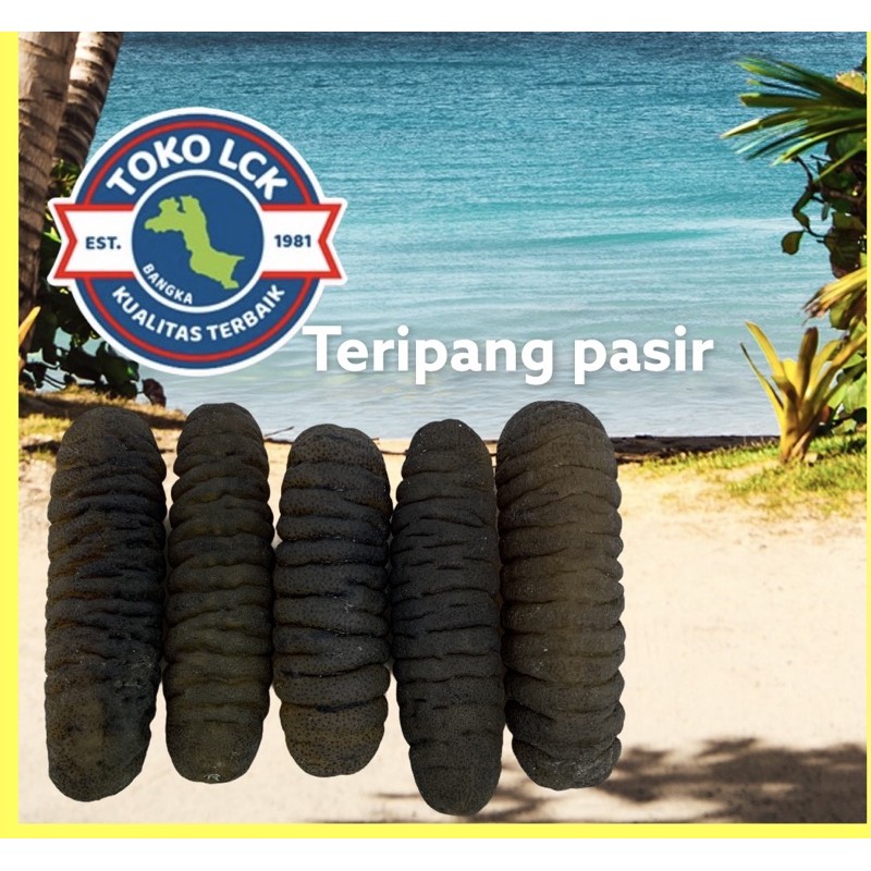 

Teripang jenis pasir nyuksem