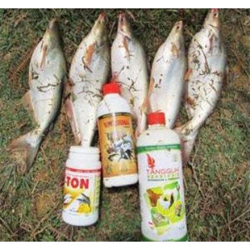 Paket Budidaya Ikan Patin Dengan Produk Organik Nasa Shopee Indonesia