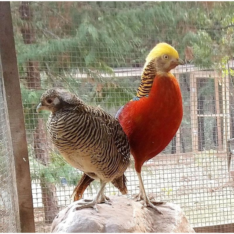 

telur ayam hias red golden pheasant untuk ditetaskan