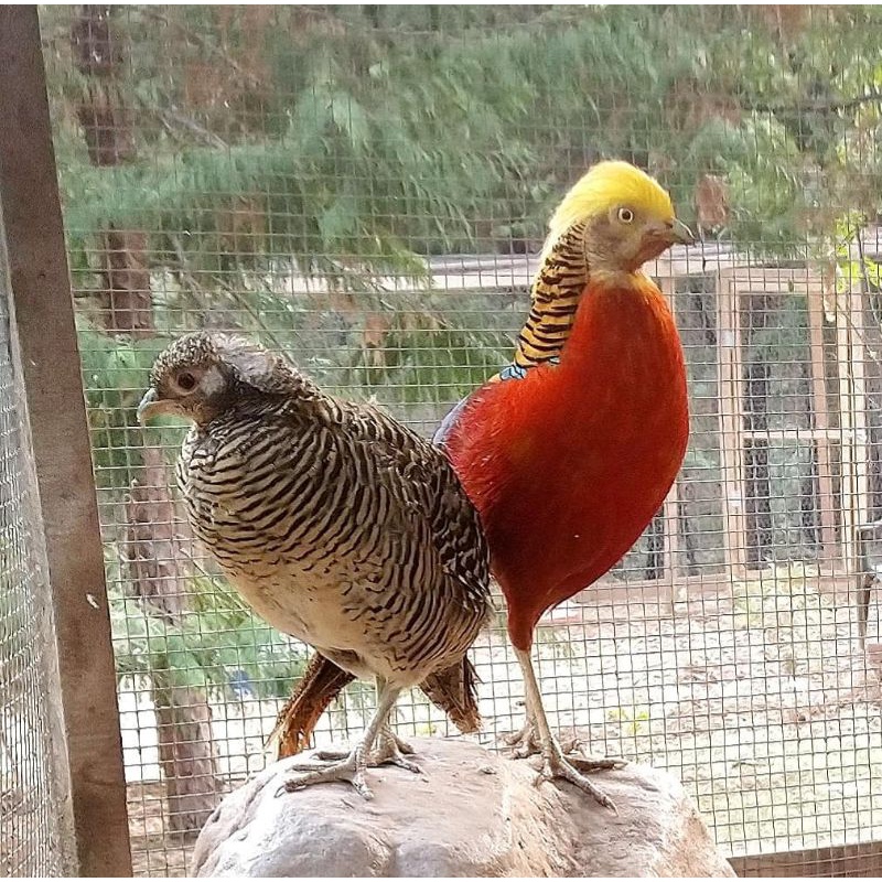 telur ayam hias red golden pheasant untuk ditetaskan