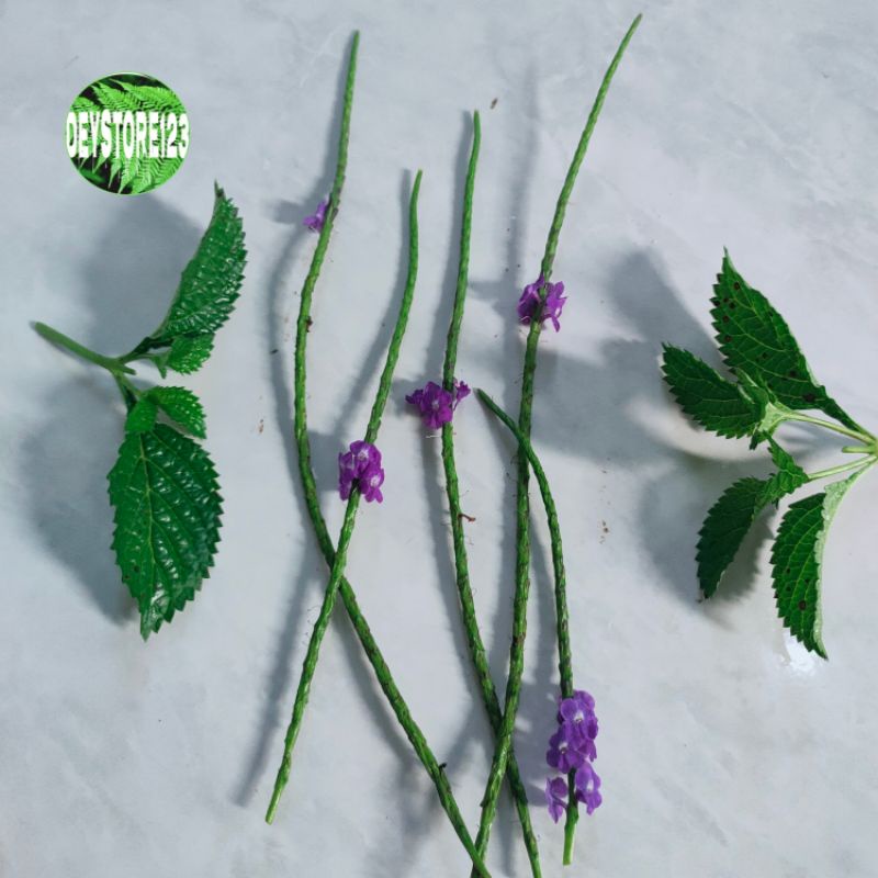 

Bunga pecut kuda fres segar per 250 grm