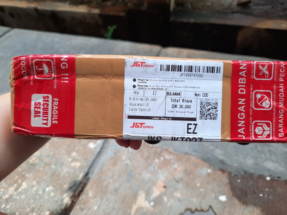 Bonggolan Alocasia Rigina