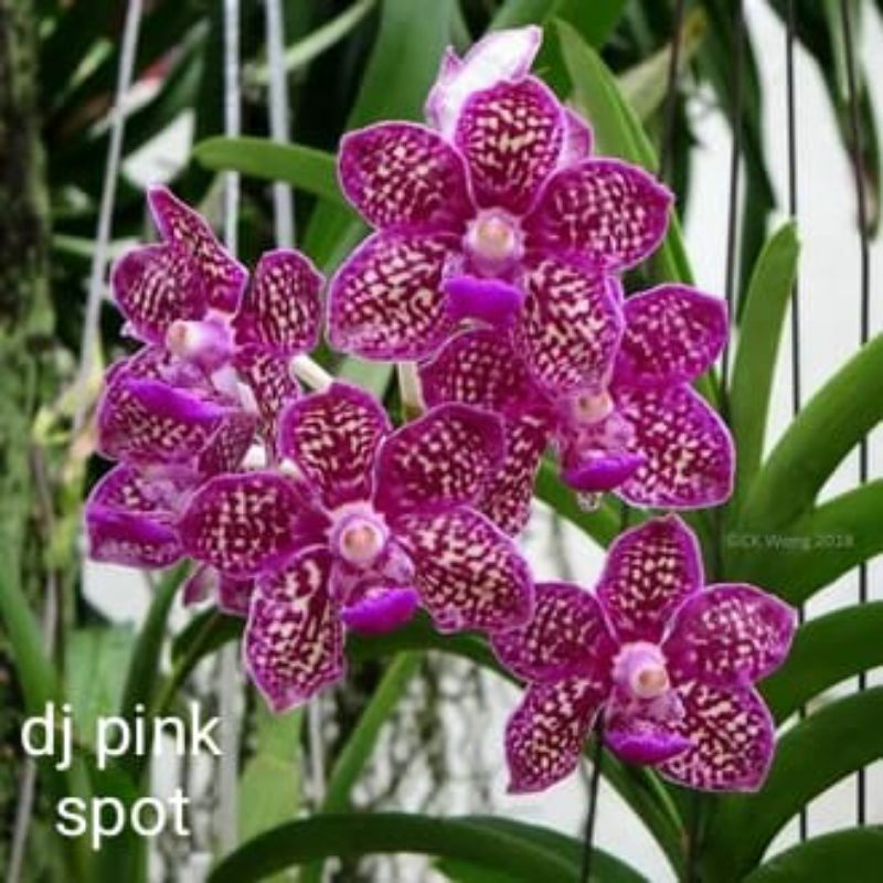 Anggrek Vanda Pink Impor Dewasa Spike dan Knop Terbaru