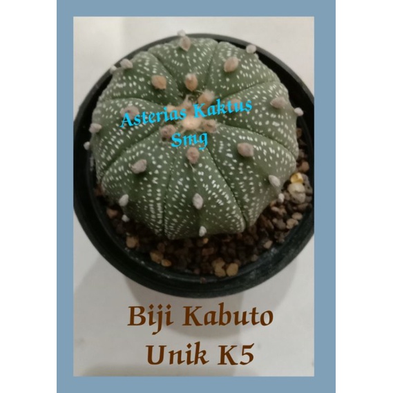 MURAH Biji Kaktus Astro Astrophytum Kabuto Unik K5
