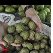 

Buah Rumbia / Salak Hutan Aceh Langka 1 biji