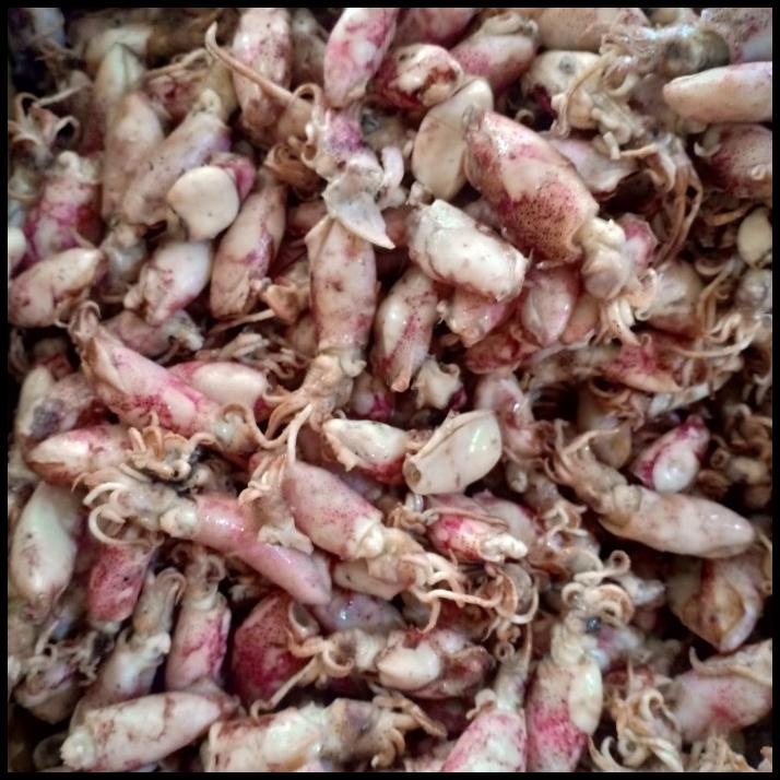 

Ikan Asin Baby Cumi Bk Per 500Gram