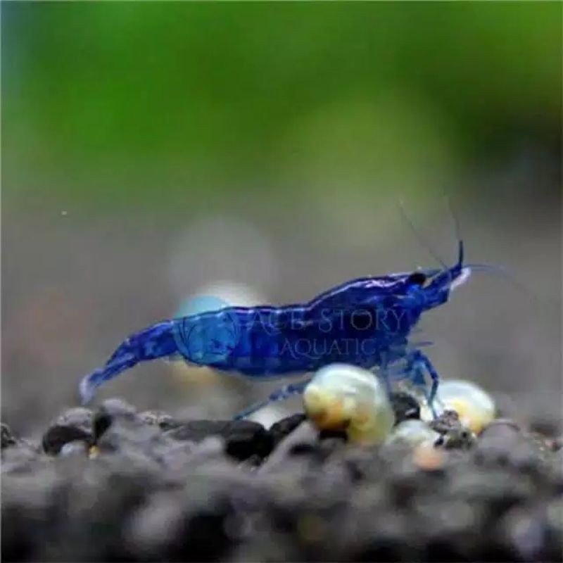 UDANG HIAS BLUE DIAMOND | BLUE DIAMOND SRIMP AQUASCAPE