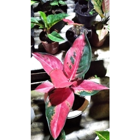 aglonema suksom star, suksom pelangi beby