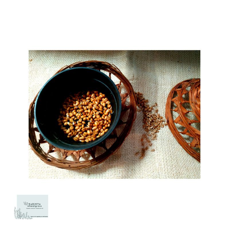 bibit/benih rumput kucing