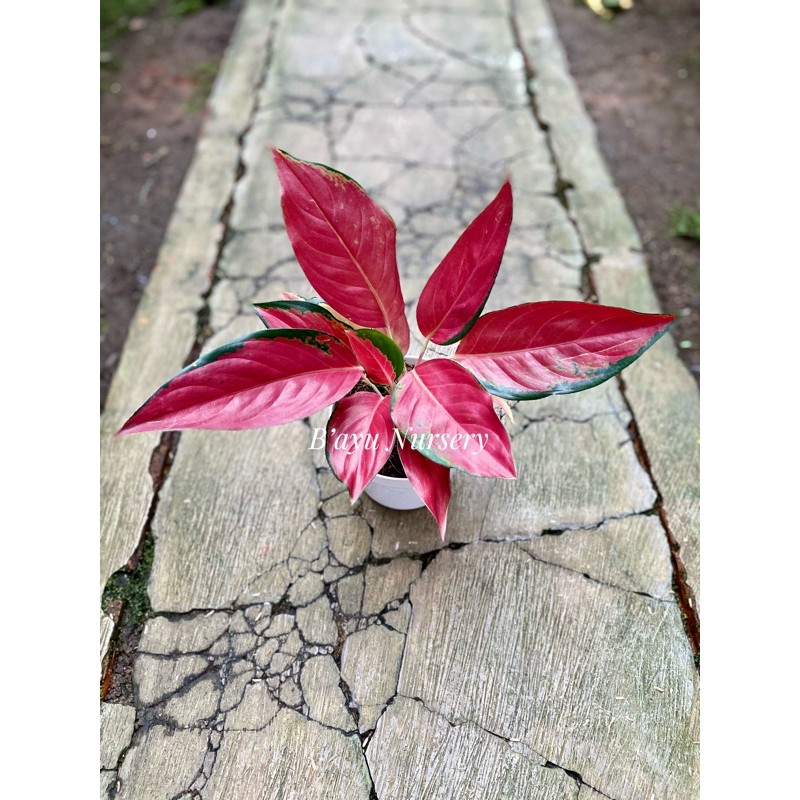 aglaonema Chocin Red Ayu