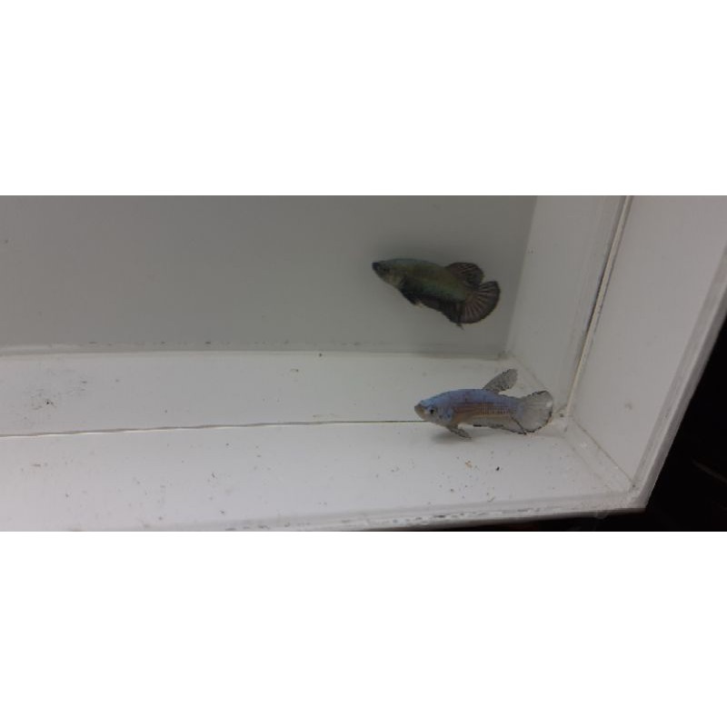 ikan cupang black samurai